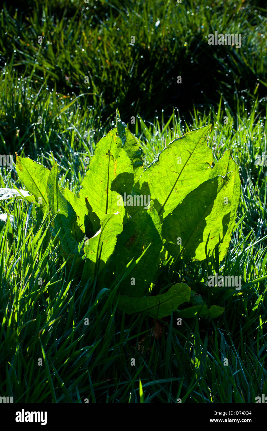 Dock lascia Rumex Foto Stock