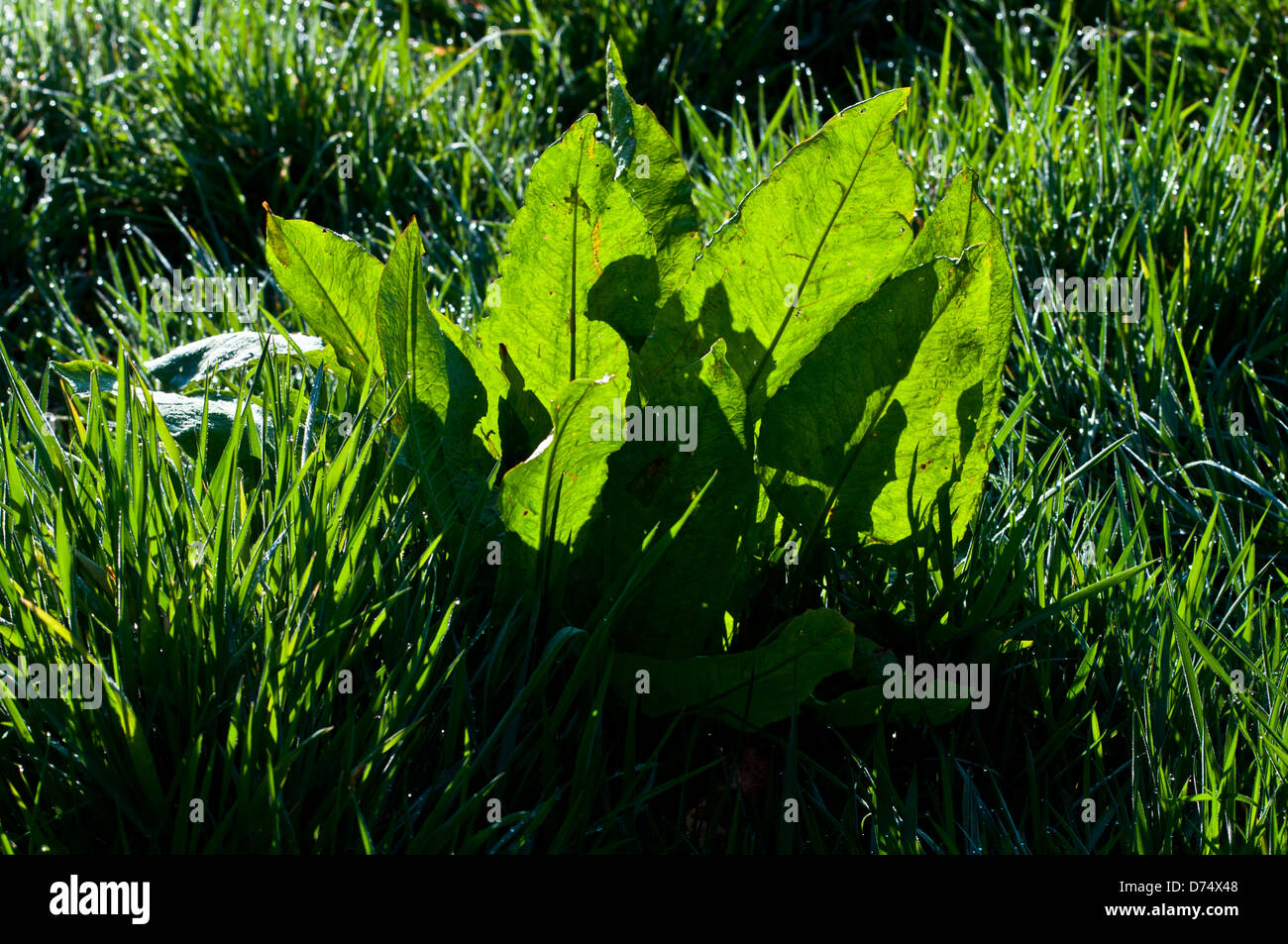 Dock lascia Rumex Foto Stock