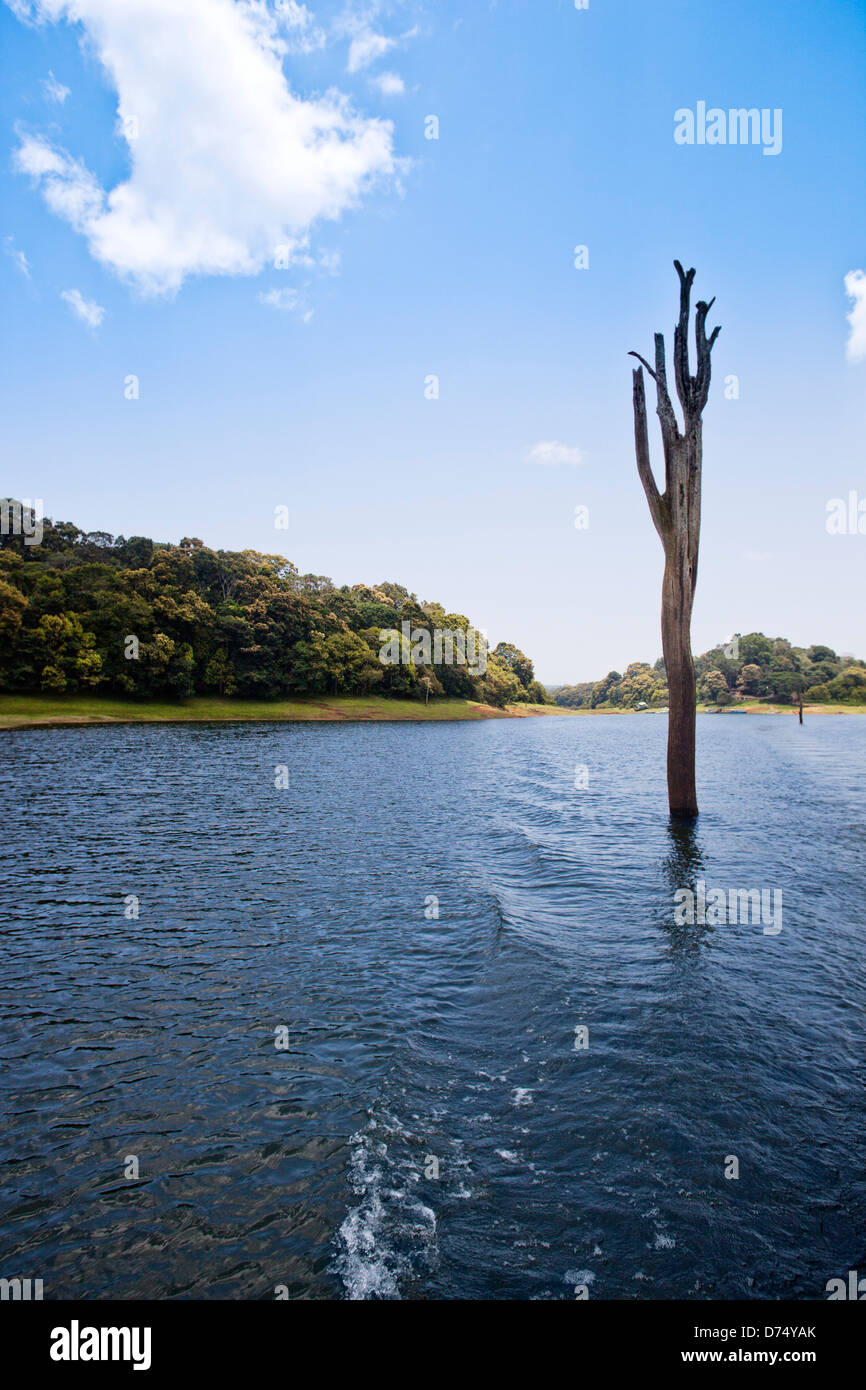 Gli alberi morti in un lago, Thekkady Lago, Thekkady, Parco Nazionale del Periyar, Kerala, India Foto Stock