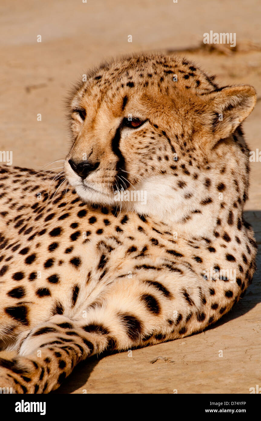 Cheetah sdraiati al sole. Foto Stock