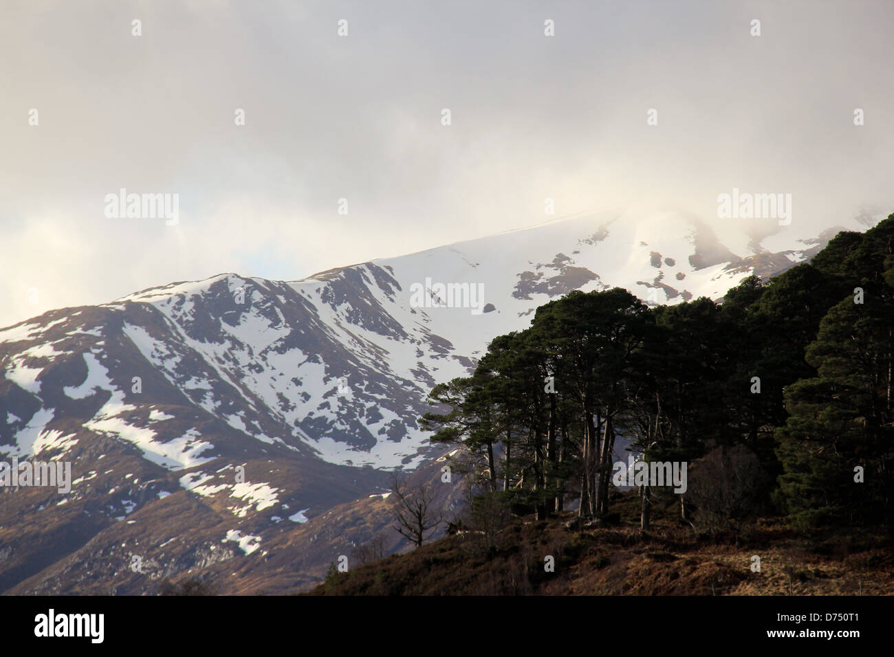 Coperta di neve montagna con alberi Foto Stock