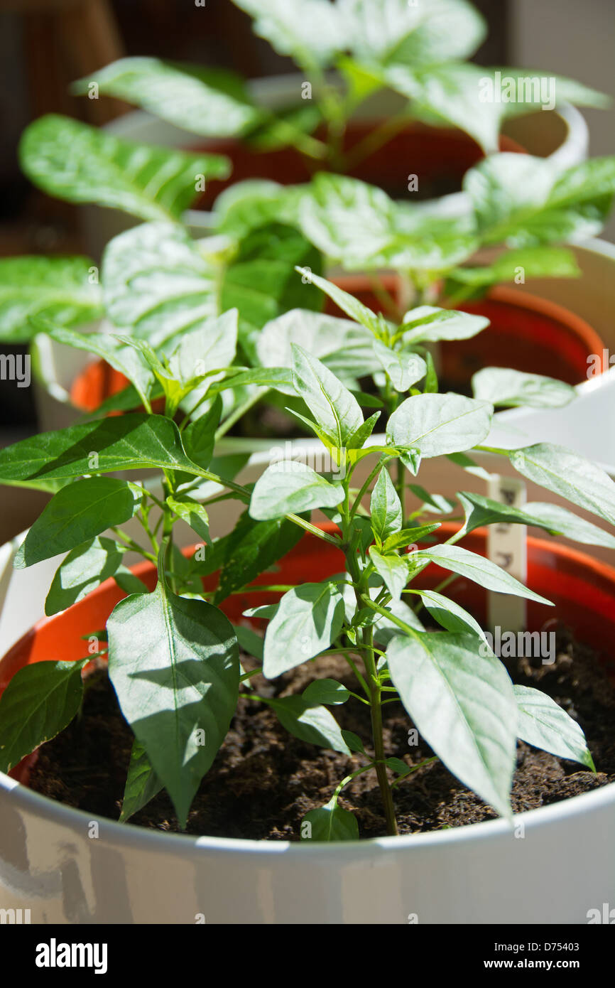 Potted peperoncino piante che crescono su un soleggiato davanzale. Regno Unito, 2013. Foto Stock
