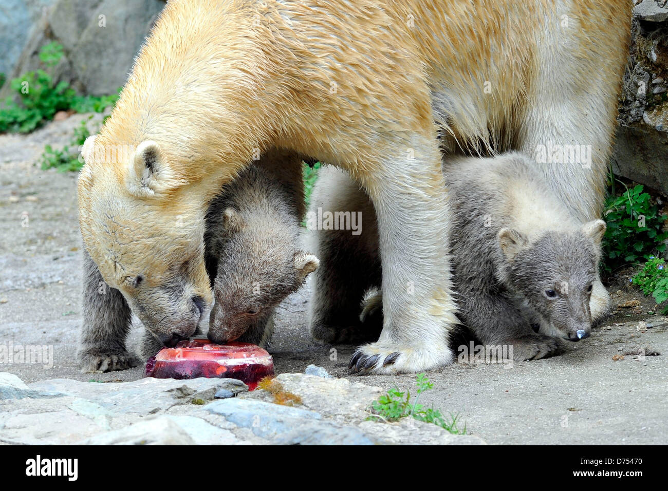 Brno, Repubblica Ceca. 28 Aprile, 2013. Bear cubs denominato kometa e nanuk sono nati nel giardino zoologico di Brno, in Repubblica ceca il 28 aprile 2013. I loro nomi sono stati votati dal pubblico durante la votazione su internet. Credito: Vaclav Salek/CTK foto/Alamy Live News Foto Stock