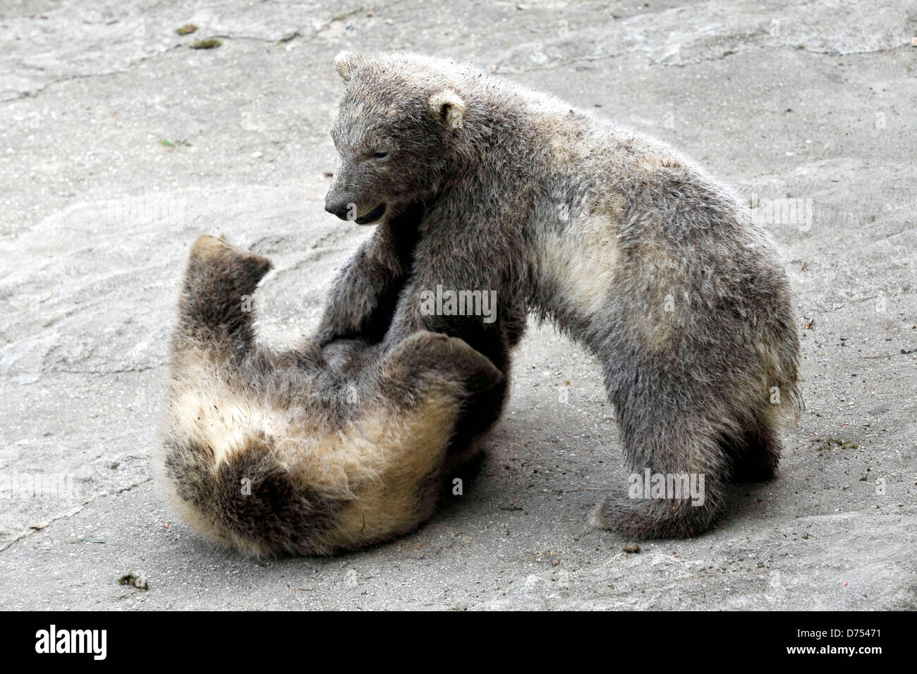 Brno, Repubblica Ceca. 28 Aprile, 2013. Bear cubs denominato kometa e nanuk sono nati nel giardino zoologico di Brno, in Repubblica ceca il 28 aprile 2013. I loro nomi sono stati votati dal pubblico durante la votazione su internet. Credito: Vaclav Salek/CTK foto/Alamy Live News Foto Stock