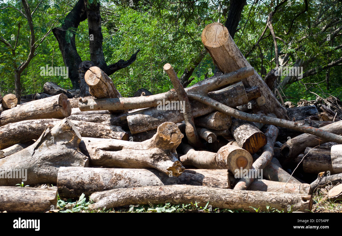 Legno secco da giungla per carbone Foto Stock