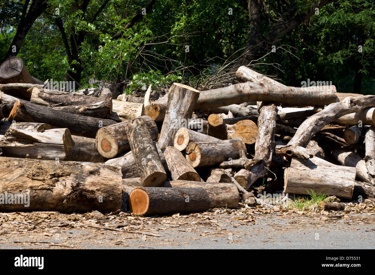 Legno secco da giungla per carbone Foto Stock