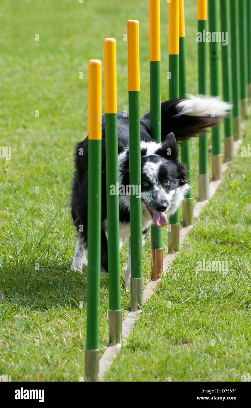 dimostrazione di agilità del cane, norfolk, inghilterra Foto Stock