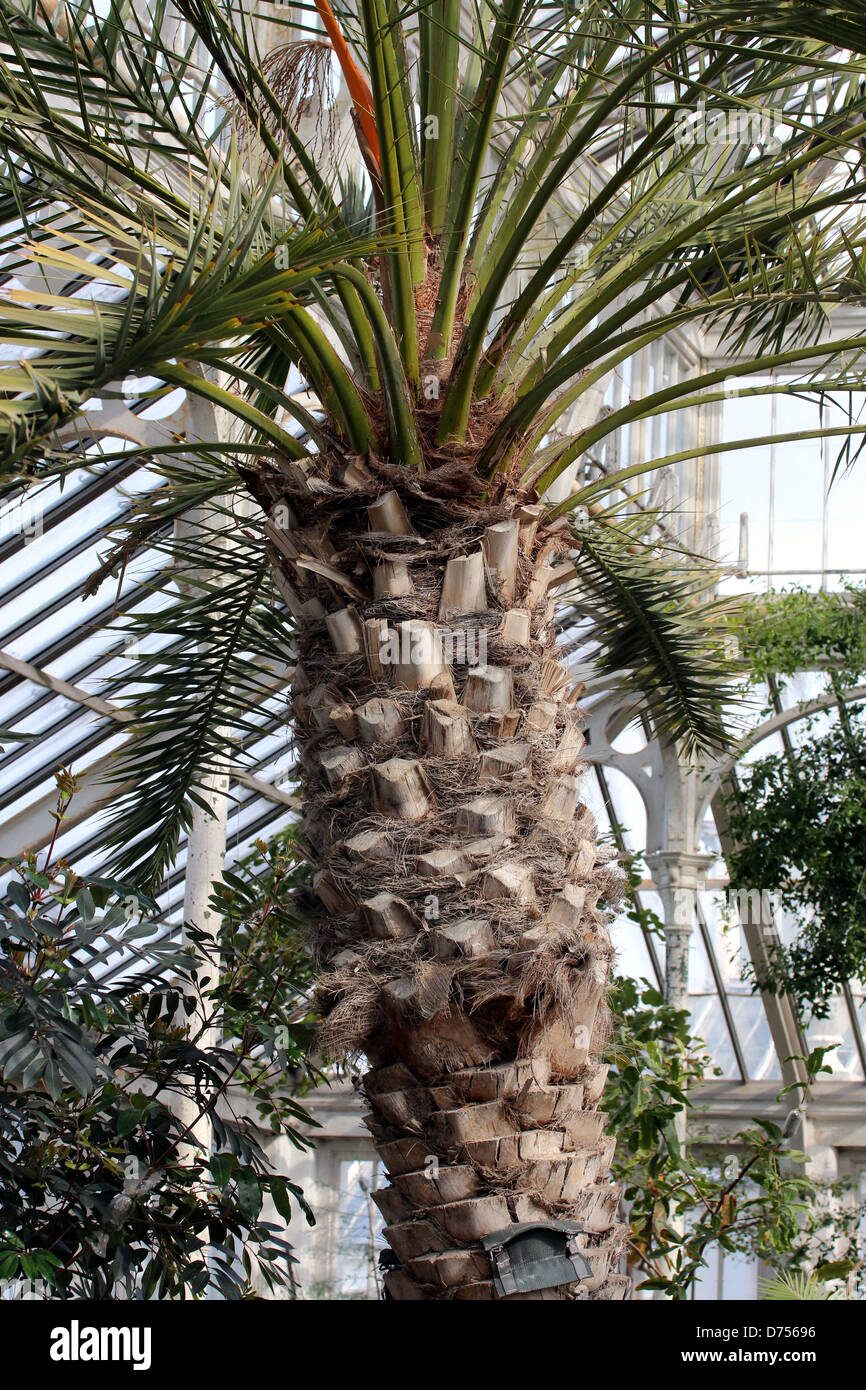 Data la struttura Palm Tree in Kew Gardens serra Foto Stock