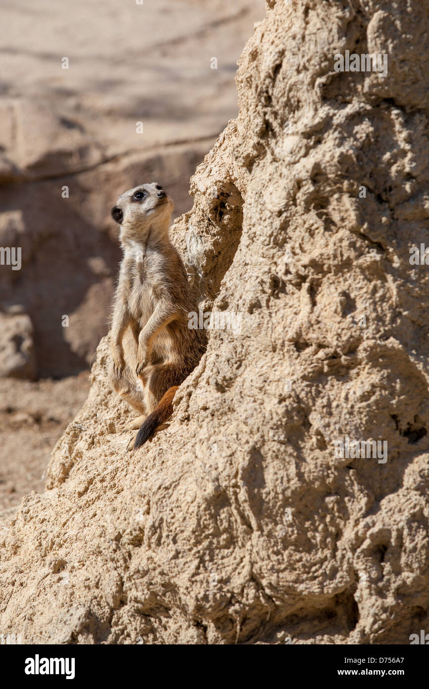 Un curioso meerkat in piedi in posizione verticale, che guarda in alto, scansionando l'ambiente circostante per individuare potenziali minacce. Noti per il loro comportamento sociale, nativi dell'Africa. Foto Stock