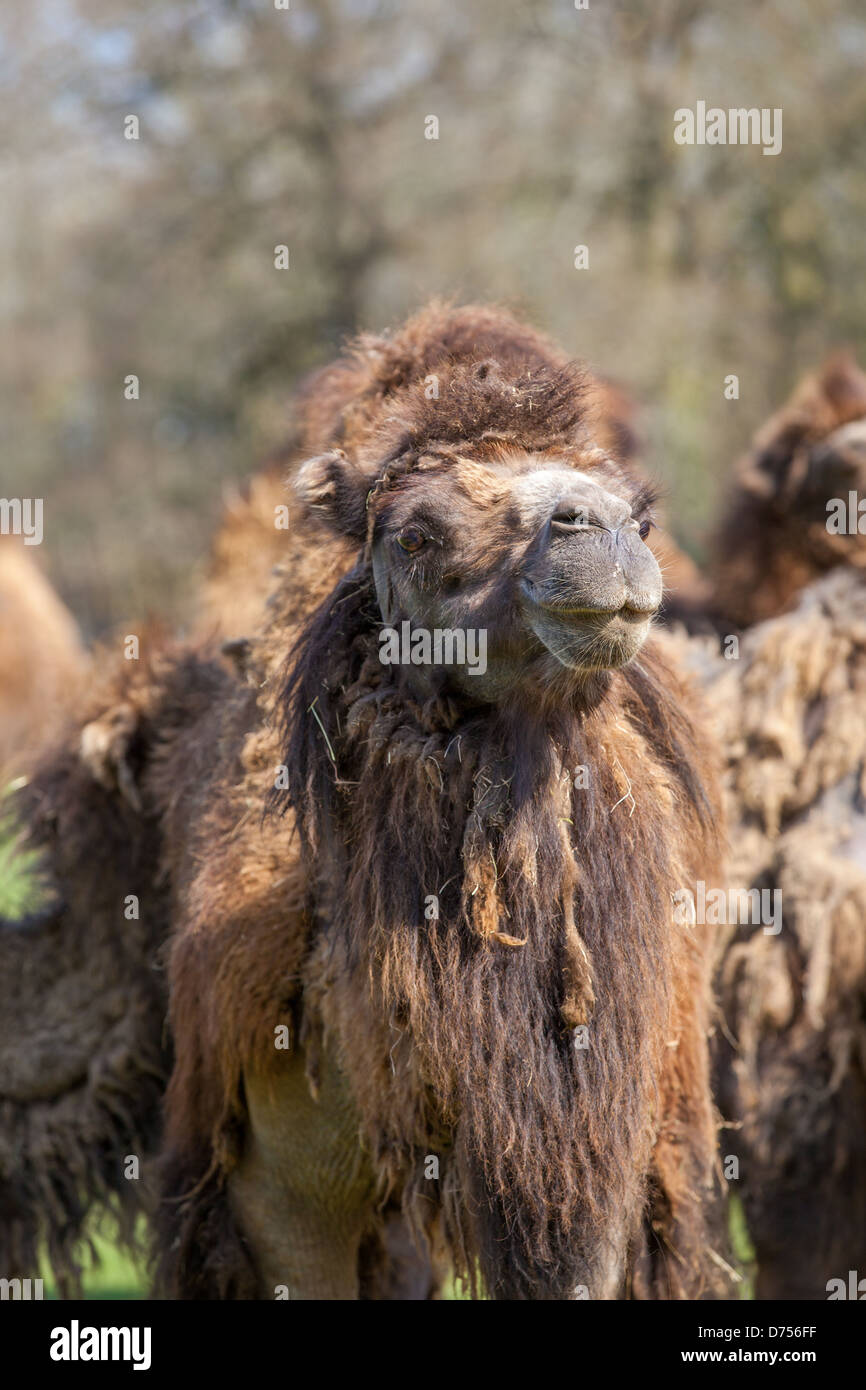 Un maestoso cammello battriano (Camelus bactrianus), che mostra la sua iconica doppia gobba e la pelliccia spessa. Originario dell'Asia centrale. Foto Stock