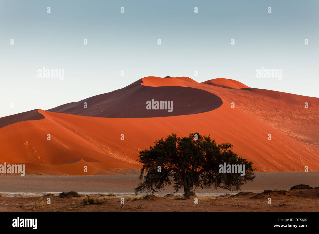 L'albero verde nutrito dalla nebbia si trova nelle dune del deserto della Namibia Foto Stock