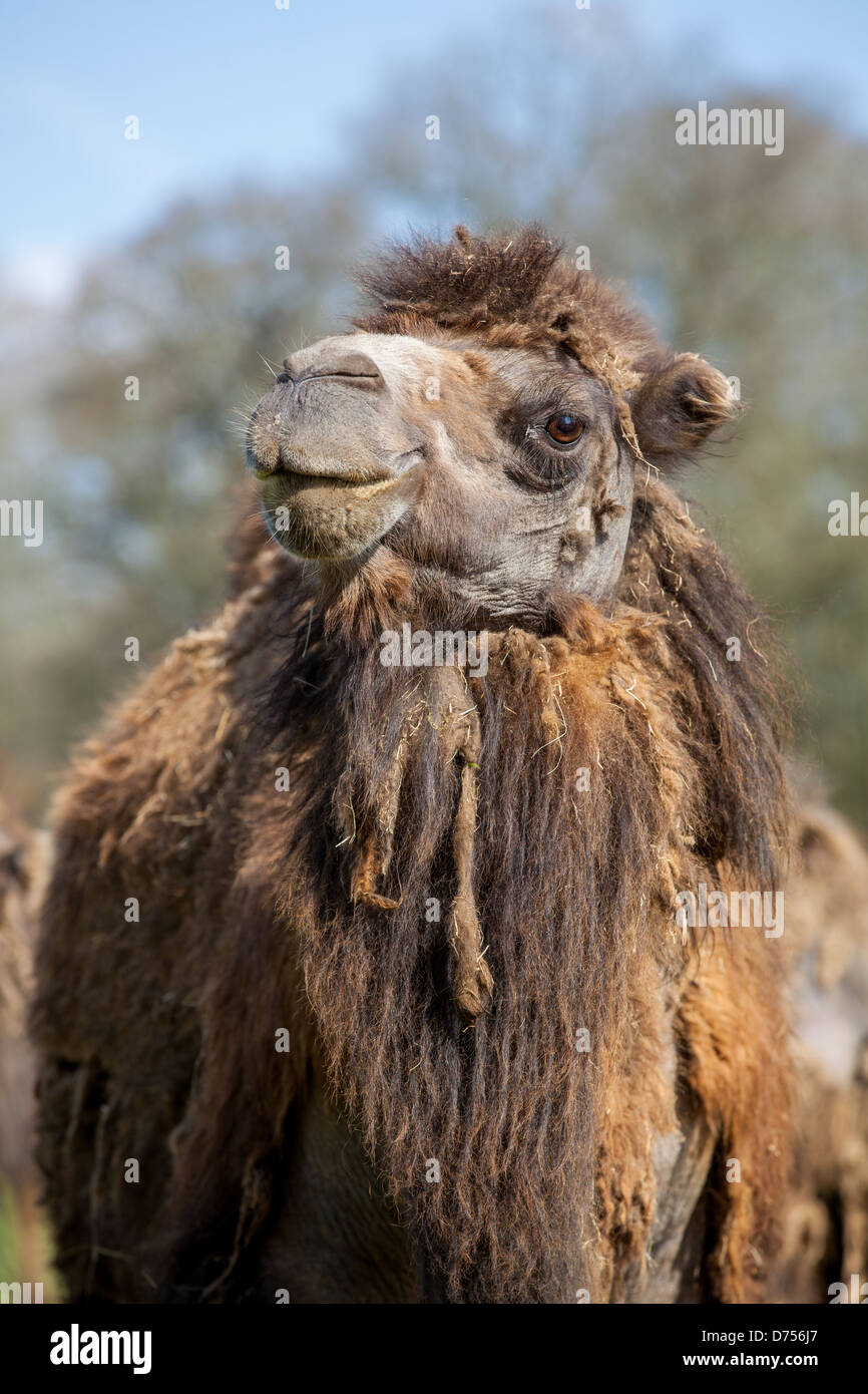 Un maestoso cammello battriano (Camelus bactrianus), che mostra la sua iconica doppia gobba e la pelliccia spessa. Originario dell'Asia centrale. Foto Stock