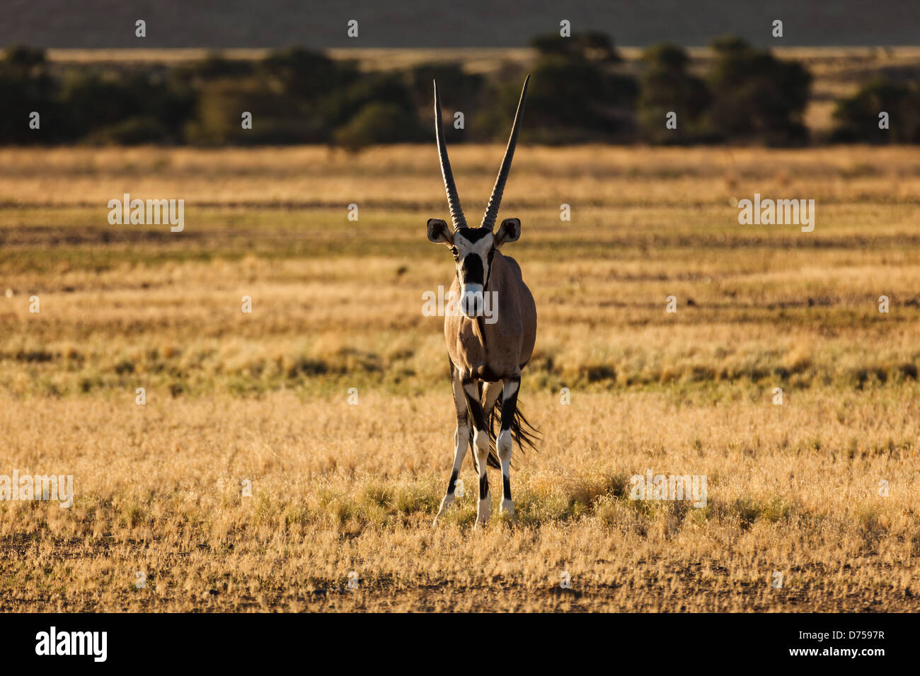La fotocamera del gemsbok Oryx è rivolta verso il deserto della Namibia Foto Stock