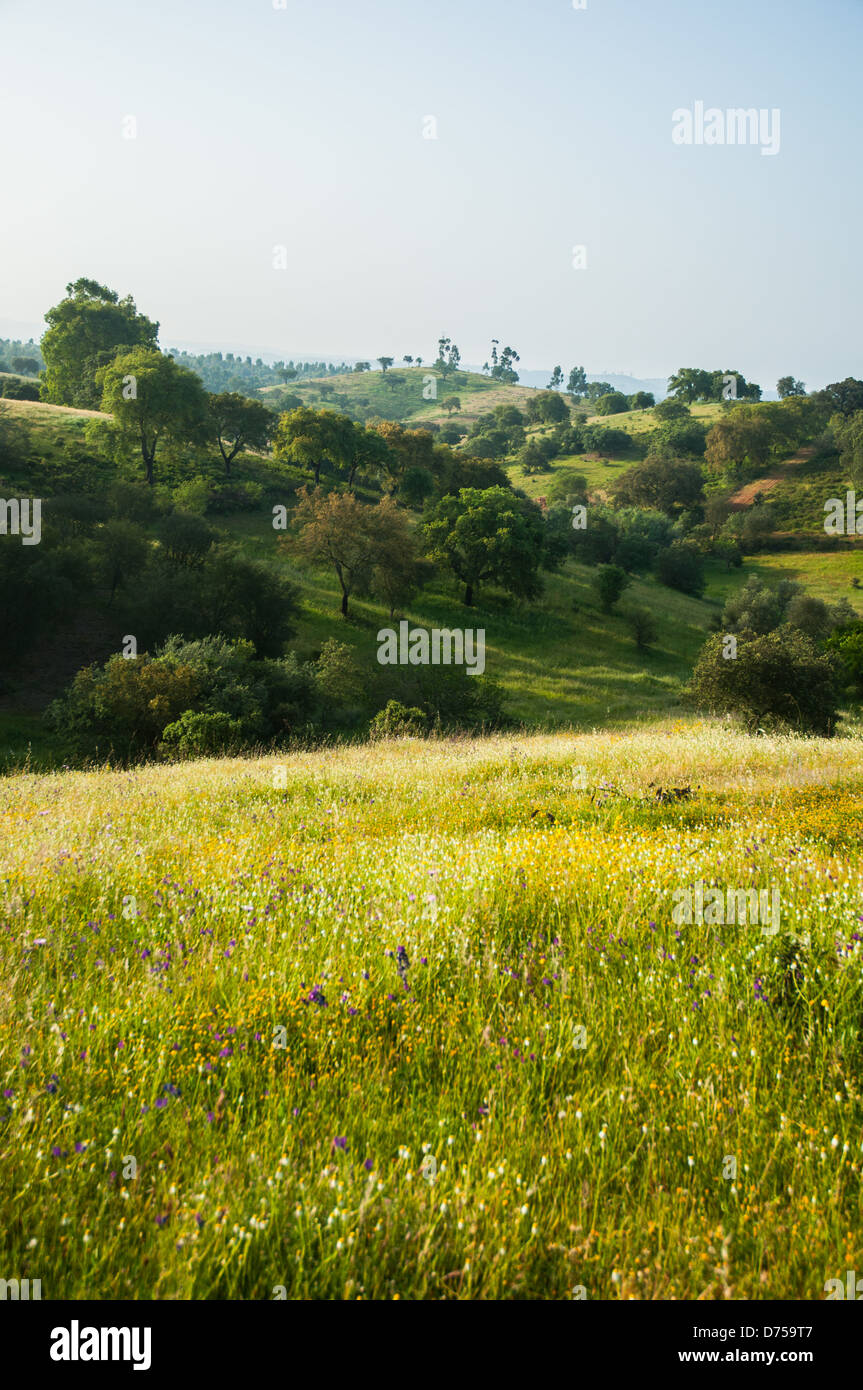 Prato con querce sparse Foto Stock