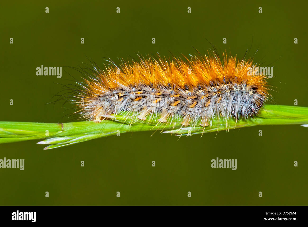 Cipresso Caterpillar da vicino Foto Stock