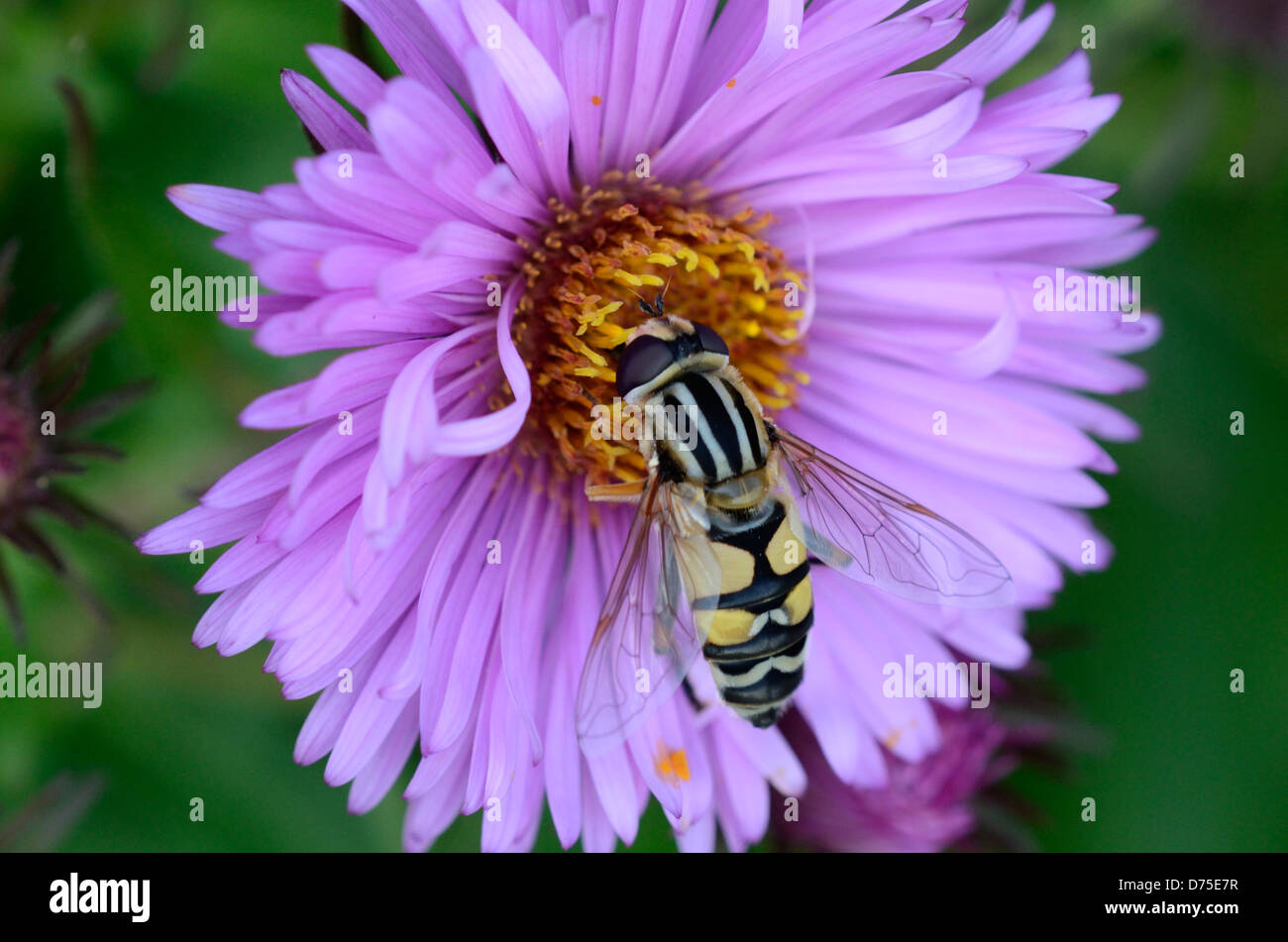 Un Hover-fly (Helophilus pendulus) visitando un fiore Foto Stock