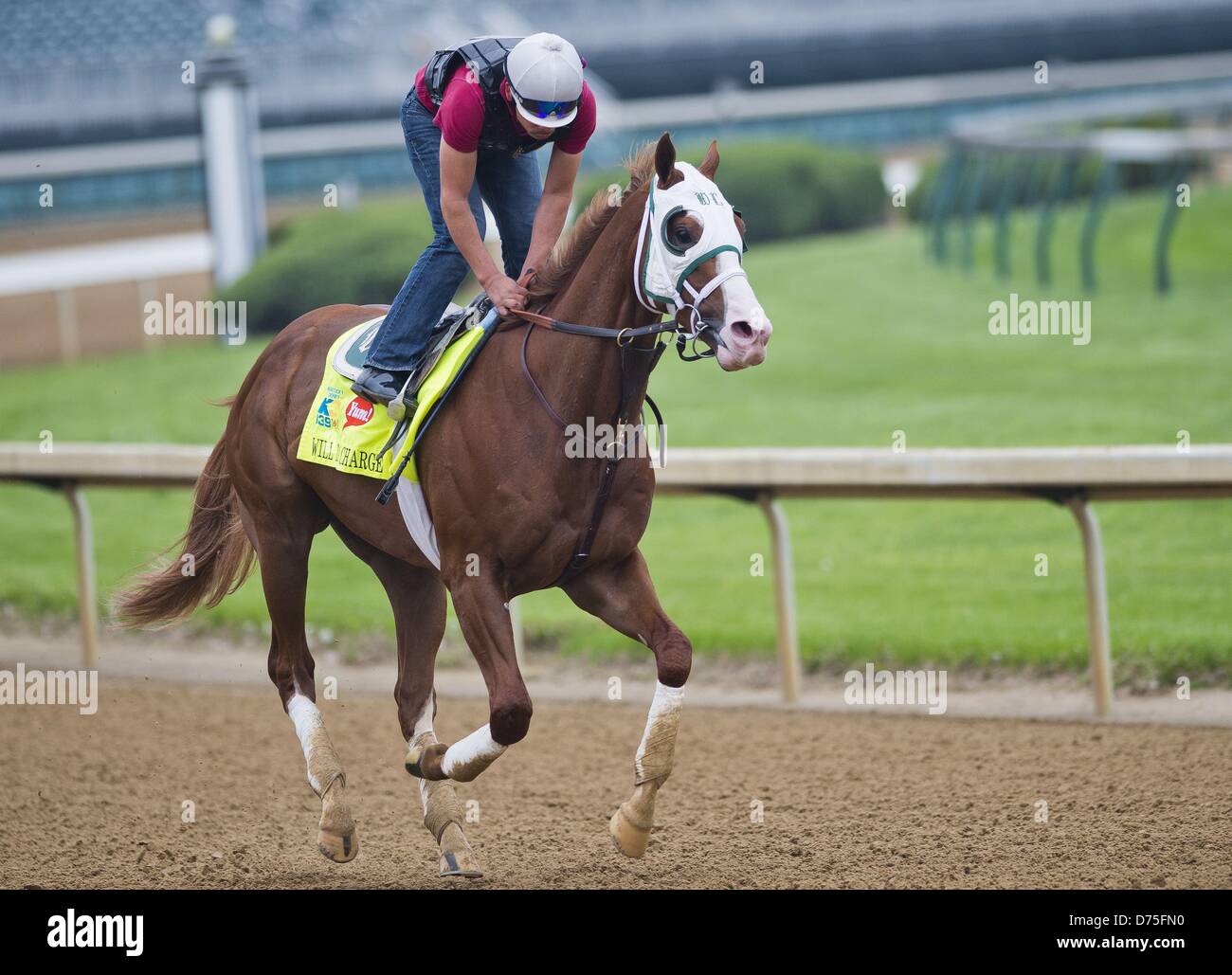 Aprile 29, 2013 - Louisville, Kentucky, Stati Uniti - Si occuperà, addestrati da D. Wayne Lukas, lavori in preparazione per il Kentucky Derby a Churchill Downs on April 29, 2013. (Credito Immagine: © Scott Serio/eclipse/ZUMAPRESS.com) Foto Stock