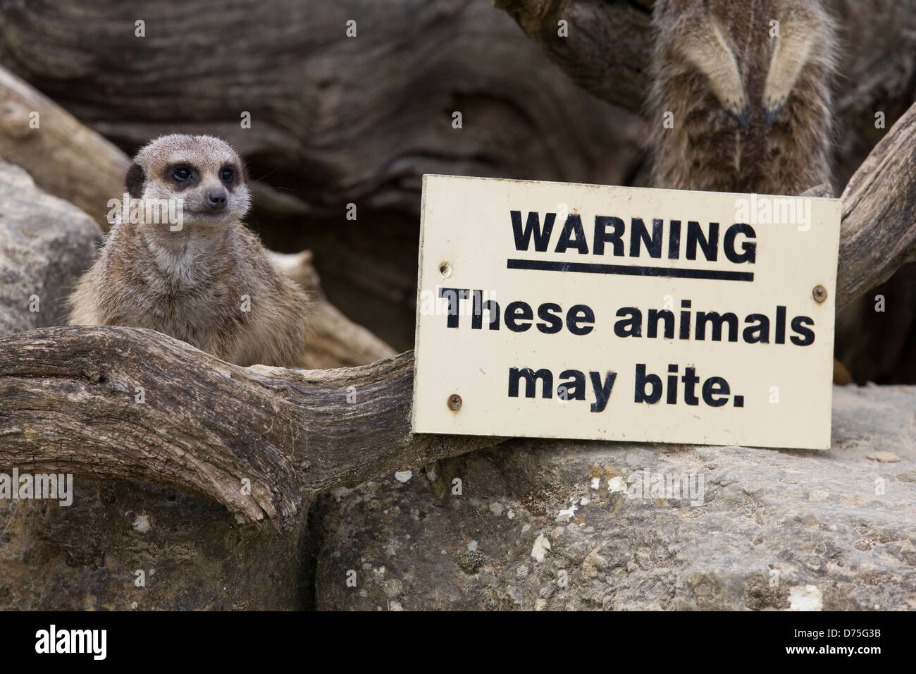 Meerkat seduto su una roccia in cattività Foto Stock