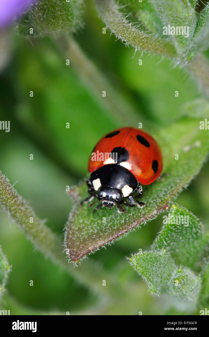 Un sette-spot 7-spot coccinella Foto Stock