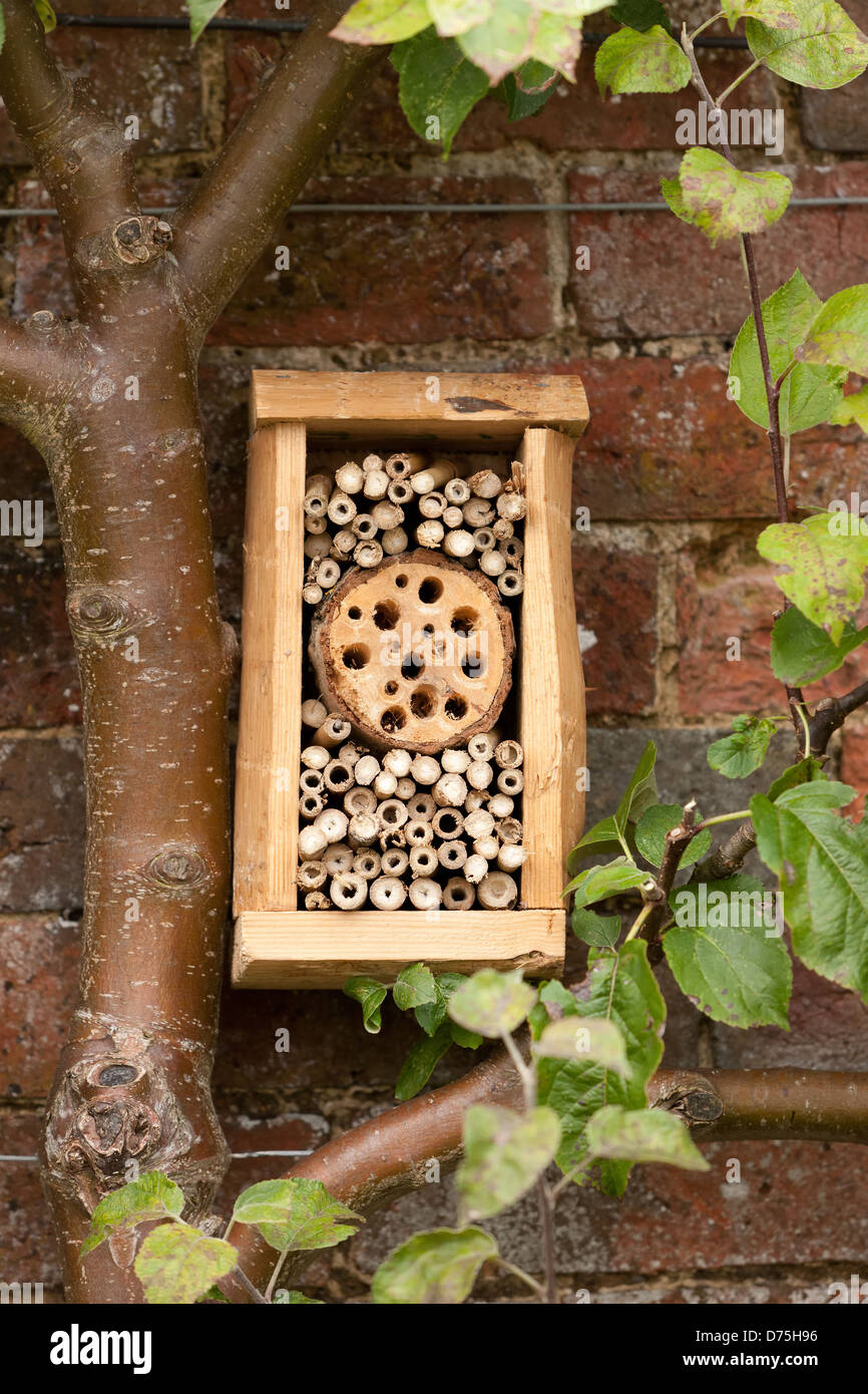 In legno di insetti di bambù hotel montato in mattoni della parete del giardino da parte di un tecnico qualificato per alberi di frutta Foto Stock