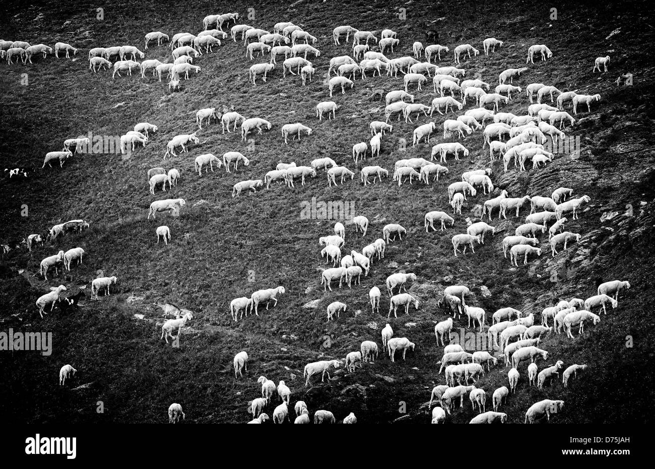 Un gregge di pecore su un pendio in Italia Foto Stock