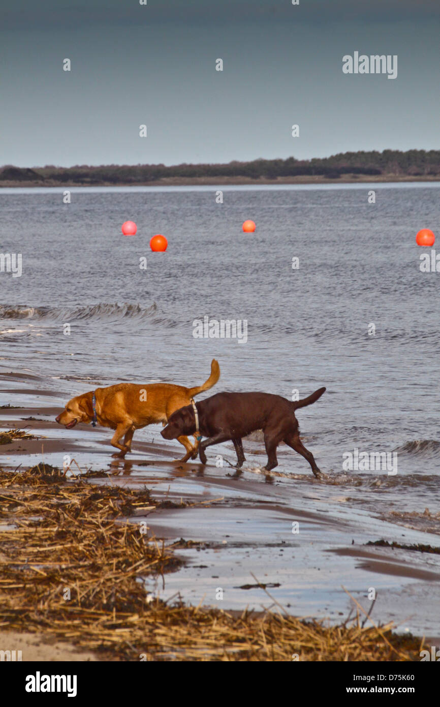 2 cani su una spiaggia Foto Stock
