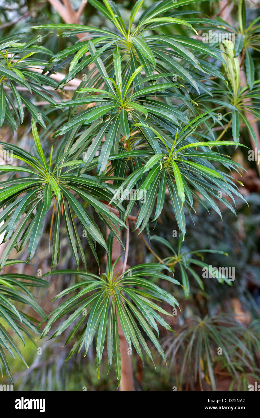 Mathurina penduliflora, Passifloraceae (Turneraceae). Rodriques, Mauritius, Oceano Indiano. Tropical specie arboree. Foto Stock