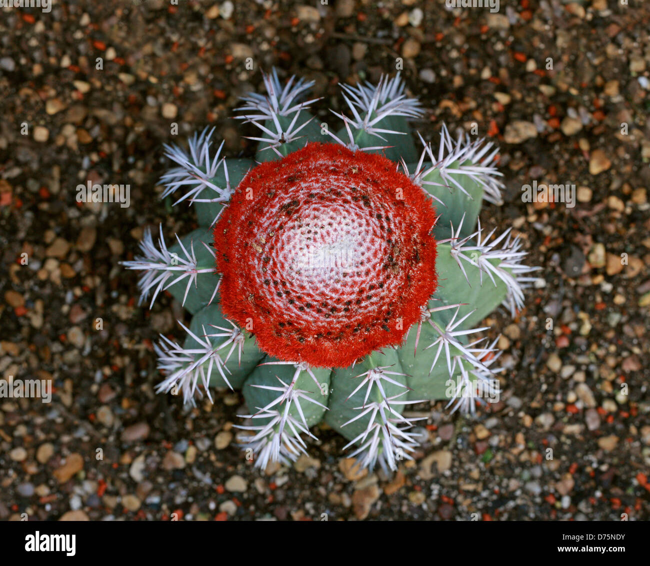 Melon Cactus, Melocactus zehntneri, Cactaceae. A nord est del Brasile e Sud America. Foto Stock