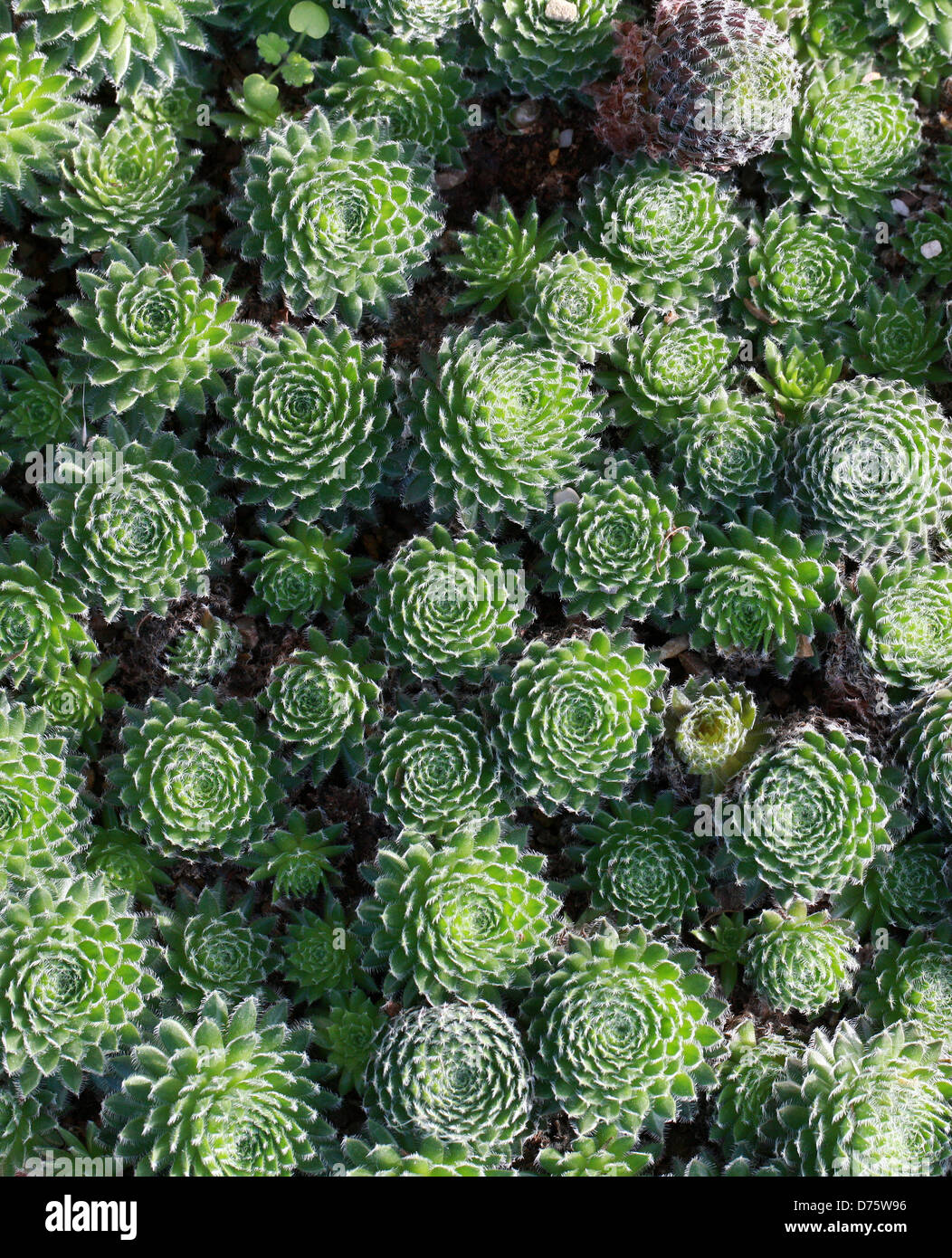 Semprevivo o galline e polli, Sempervivum ciliosum, Piante succulente | Dicotiledoni. La Macedonia. Foto Stock