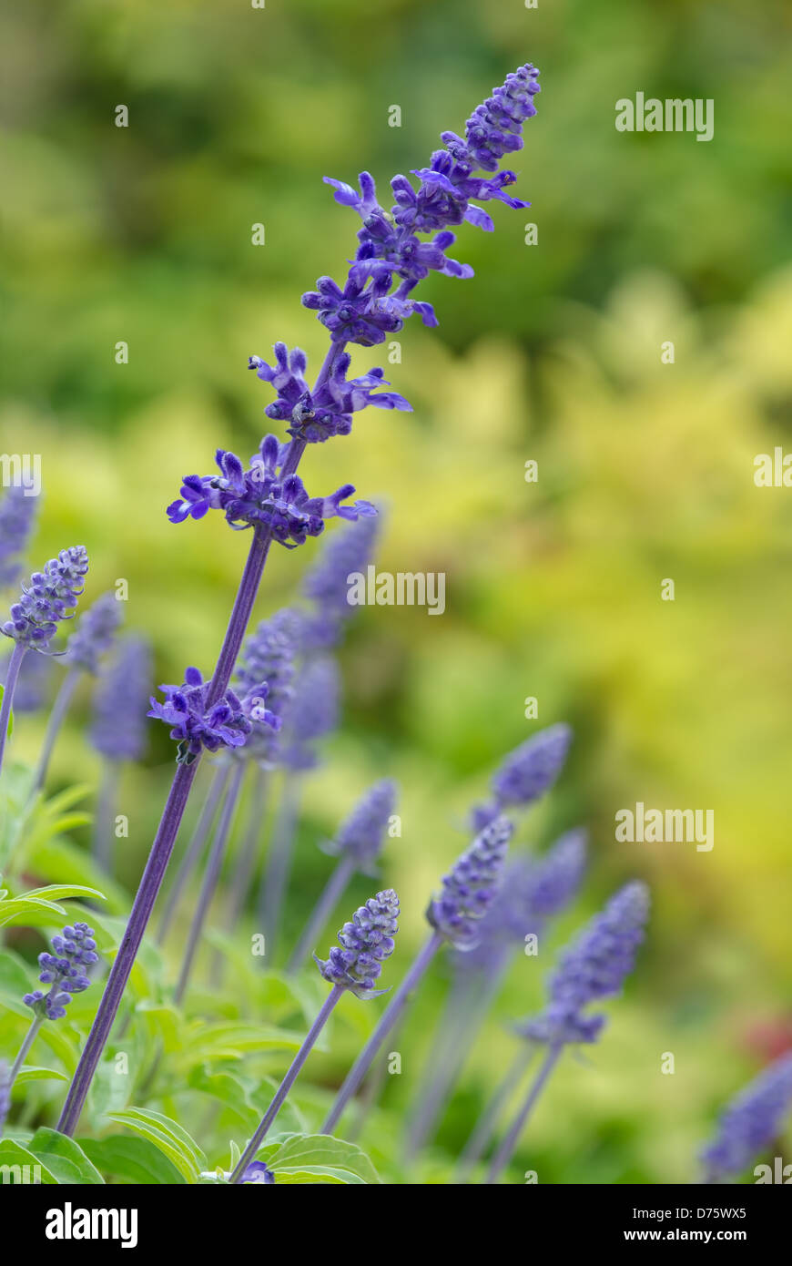 Blue SALVIA (salvia farinacea) fioriture dei fiori nel giardino Foto Stock