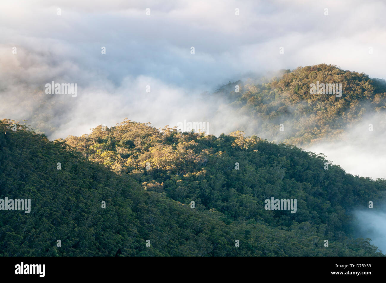 Jamison Valley, vicino a Katoomba, NSW, Australia Foto Stock