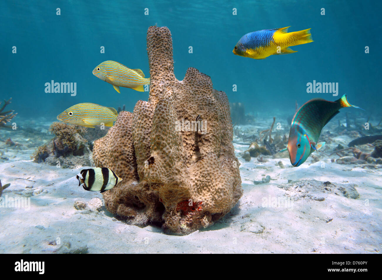 Tubo di ramificazione di una spugna,Pseudoceratina crassa, con pesci tropicali intorno, il mare dei Caraibi, Giamaica Foto Stock