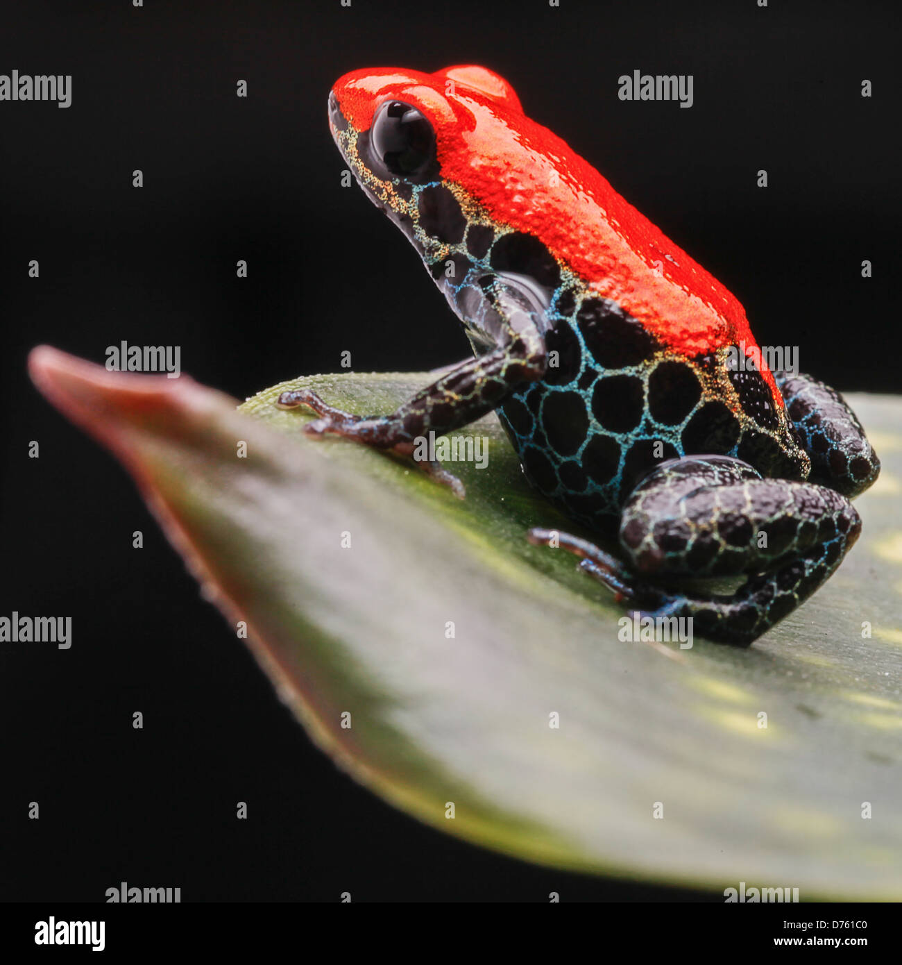 Traliccio poison dart frog Ranitomeya raticulata dalla THA Amazon rain forest in Perù nei pressi di Iquitos Foto Stock