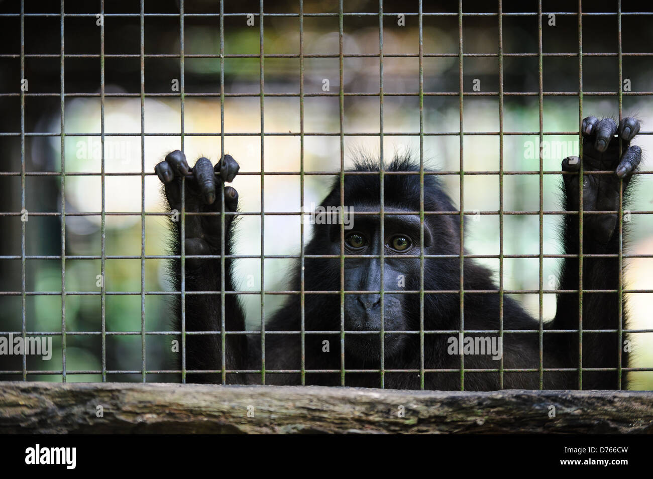 Celebes macaco crestato presso un centro di riabilitazione, Sulawesi, Indonesia. Foto Stock