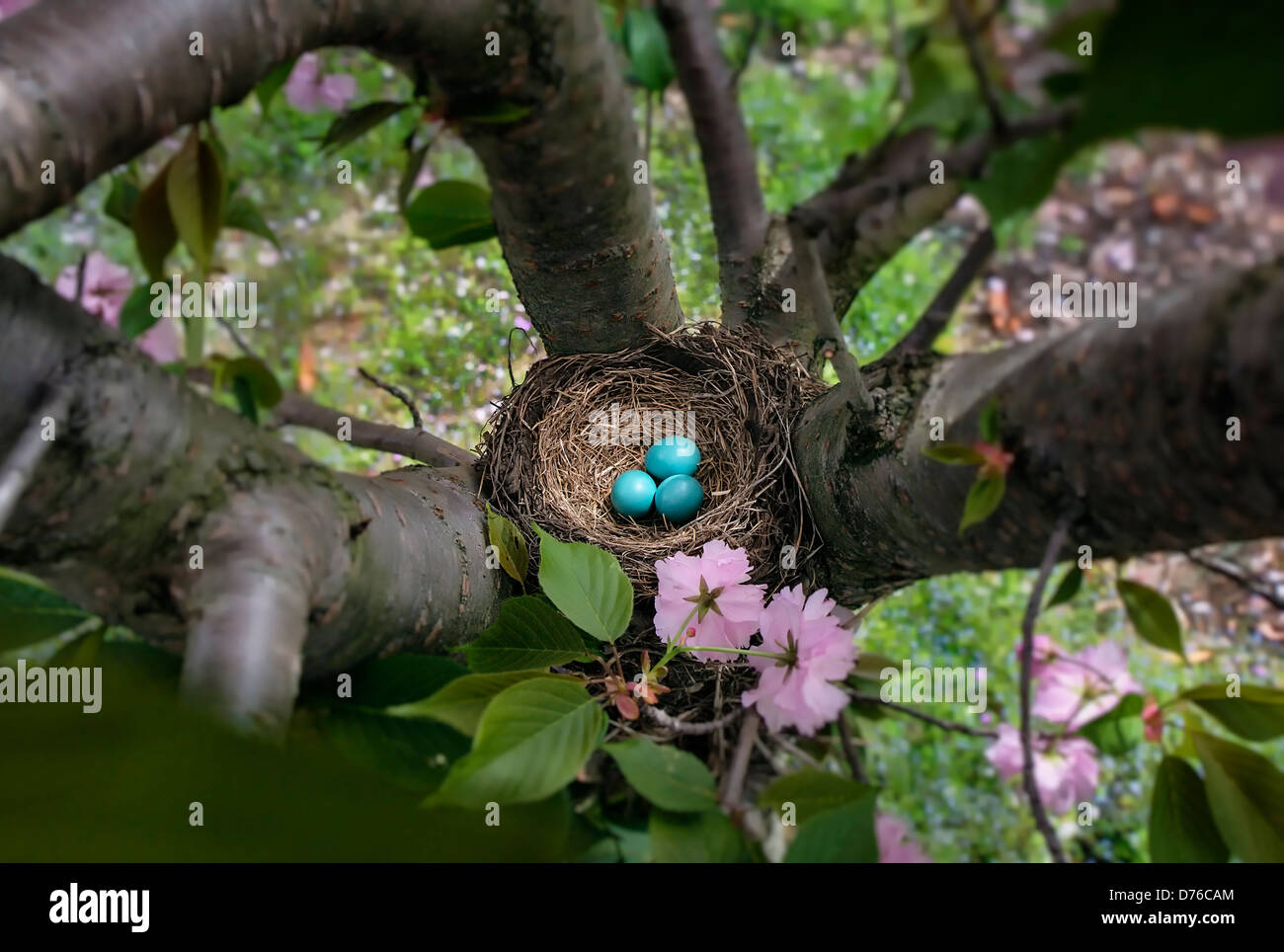 Robin's Nest uova, Turdus migratorius Foto Stock