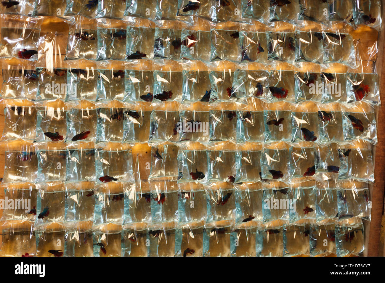 Piccoli pesci confezionati in sacchetti di plastica nel mercato del pet in Asia Foto Stock