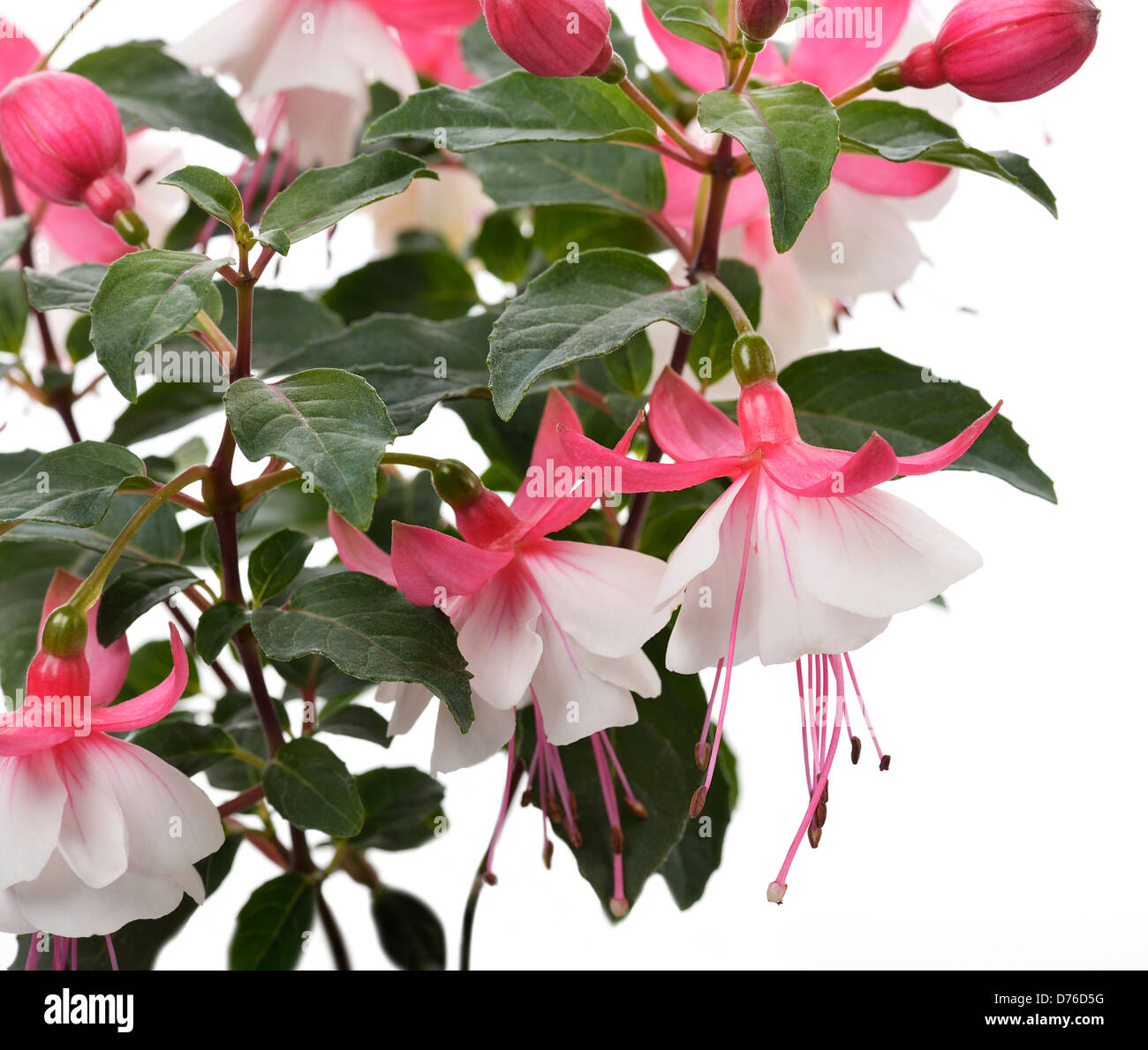 Rosa e Bianco Fiori fucsia Foto Stock