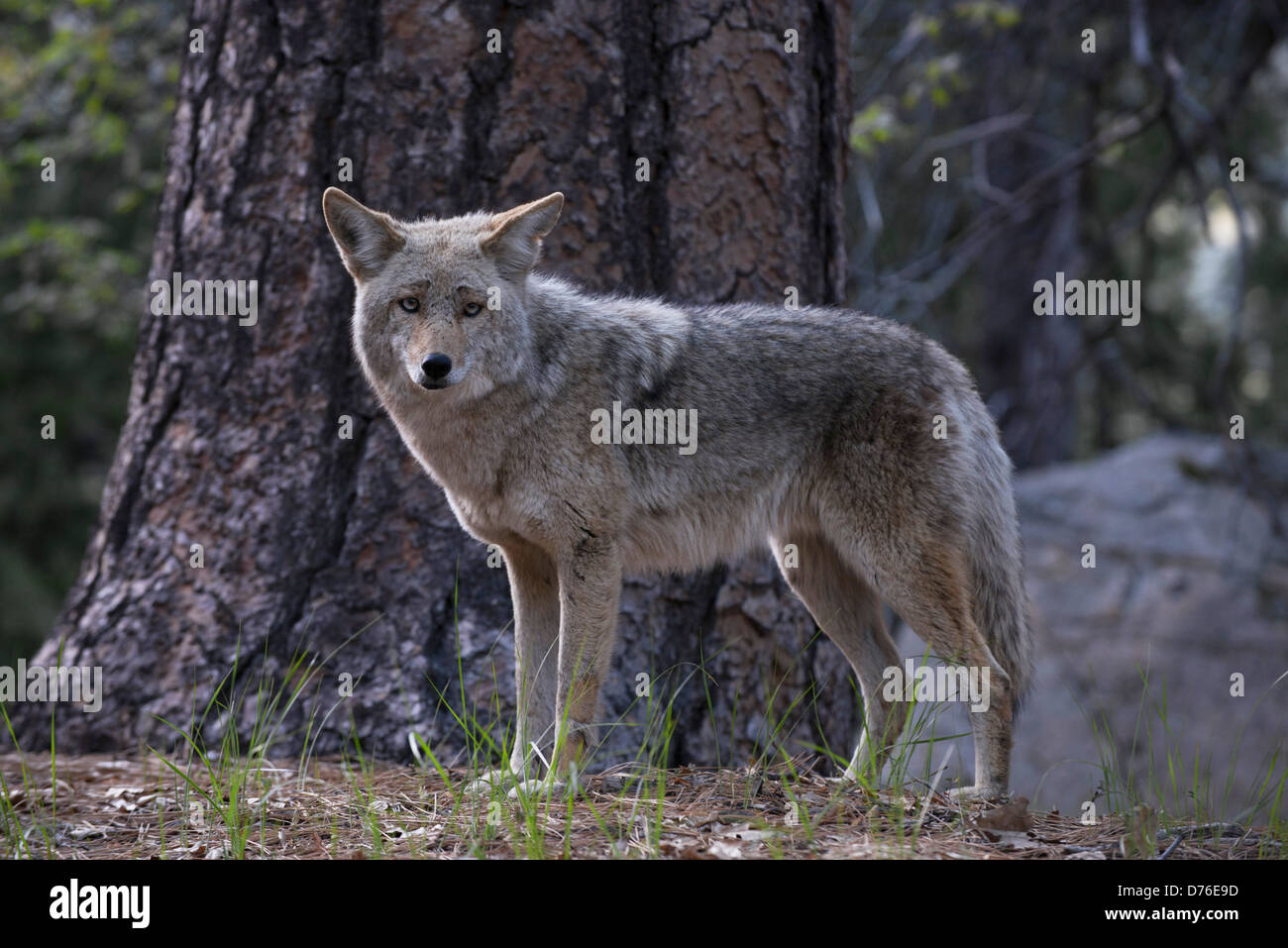Tame coyote lungo l'Autostrada 41 nel Parco Nazionale di Yosemite Foto Stock