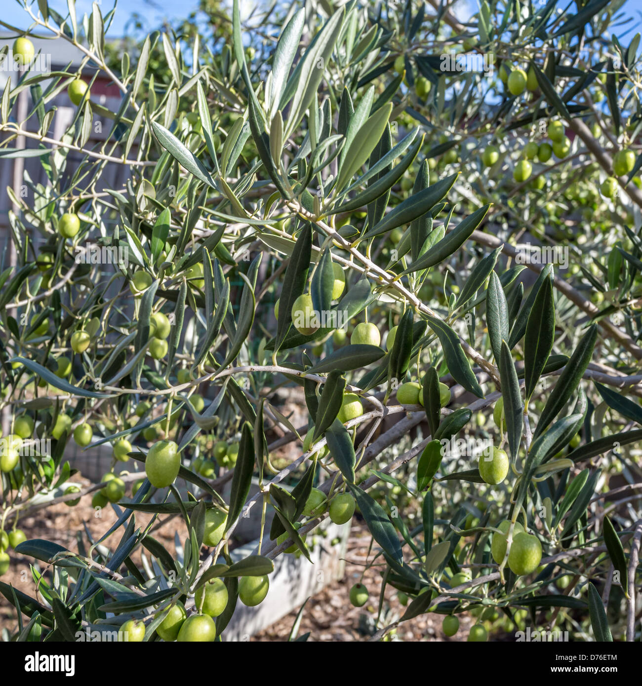 Olive su albero in giardino suburbano Foto Stock