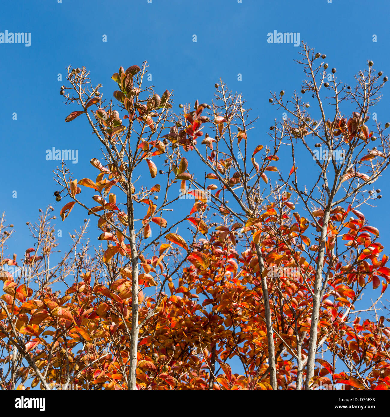 Crêpe albero di mirto con foglie girando durante l'autunno. Foto Stock