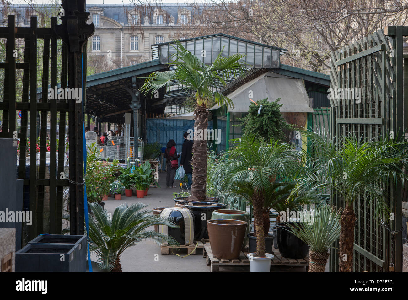 Parigi, la città isola, il mercato dei fiori, Ile de la Cité, Marché aux Fleurs, Francia Foto Stock