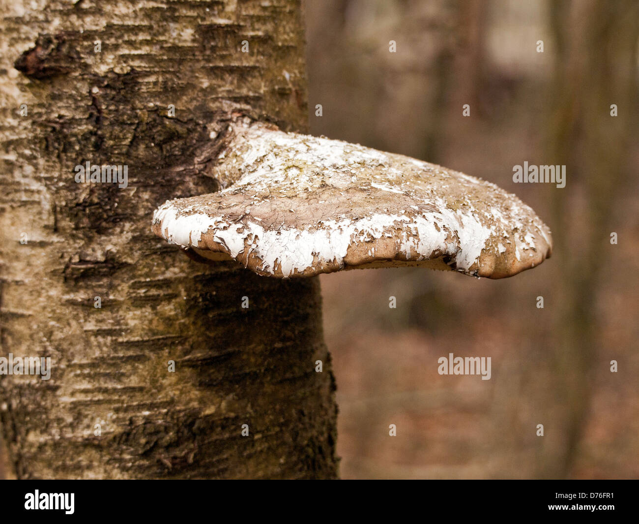 Tyromyces Caesius fungo - Blauender Saftporling; Foto Stock