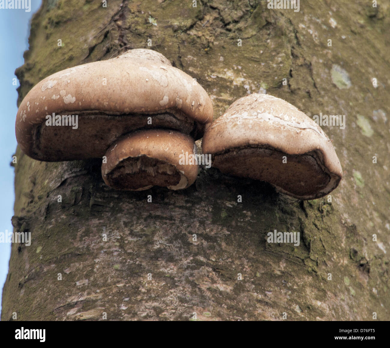 Zoccolo fungo, Fomes fomentarius fungo Foto Stock