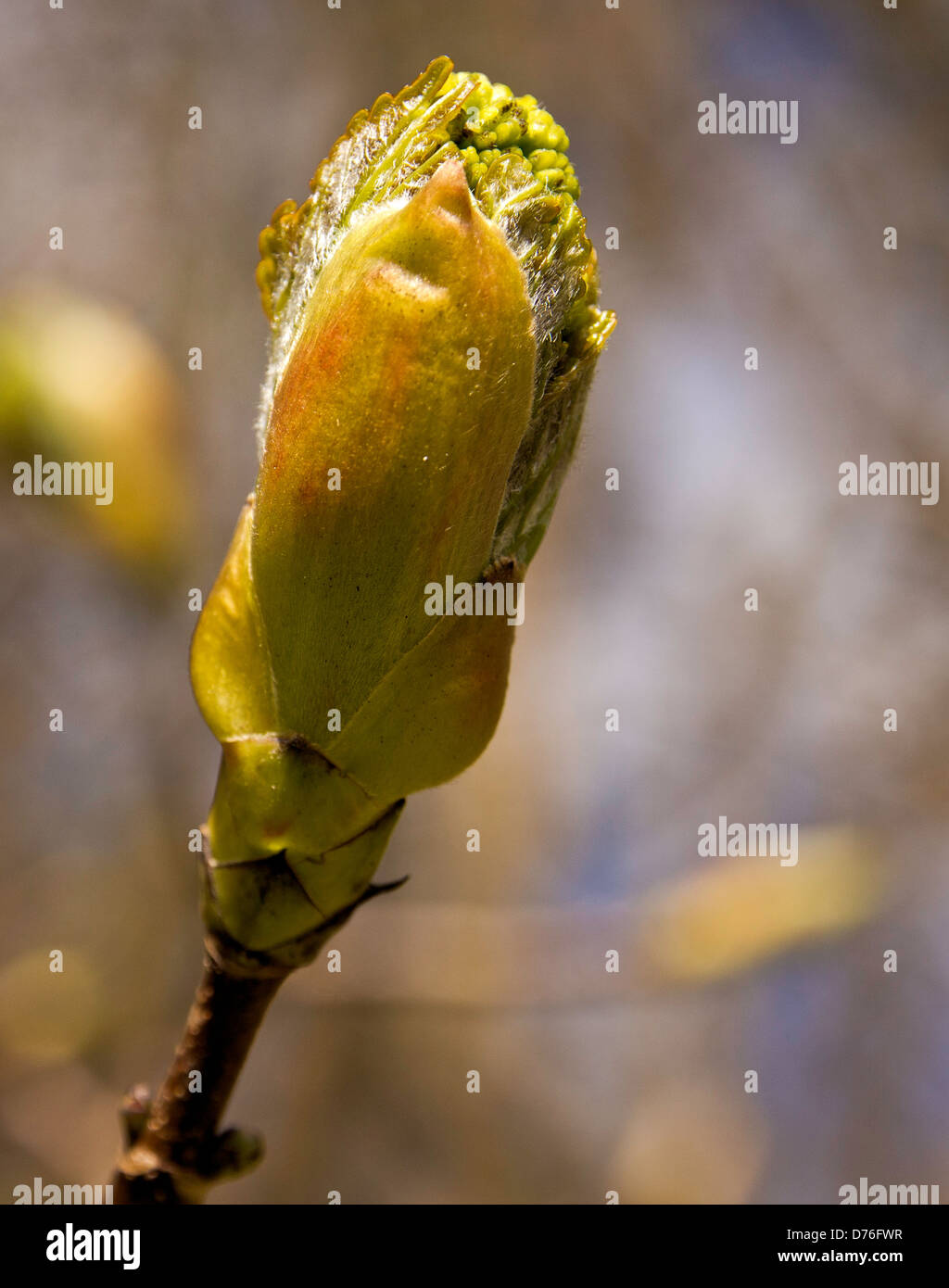 Sycamore Bud, chorley, lancashire, Regno Unito Foto Stock