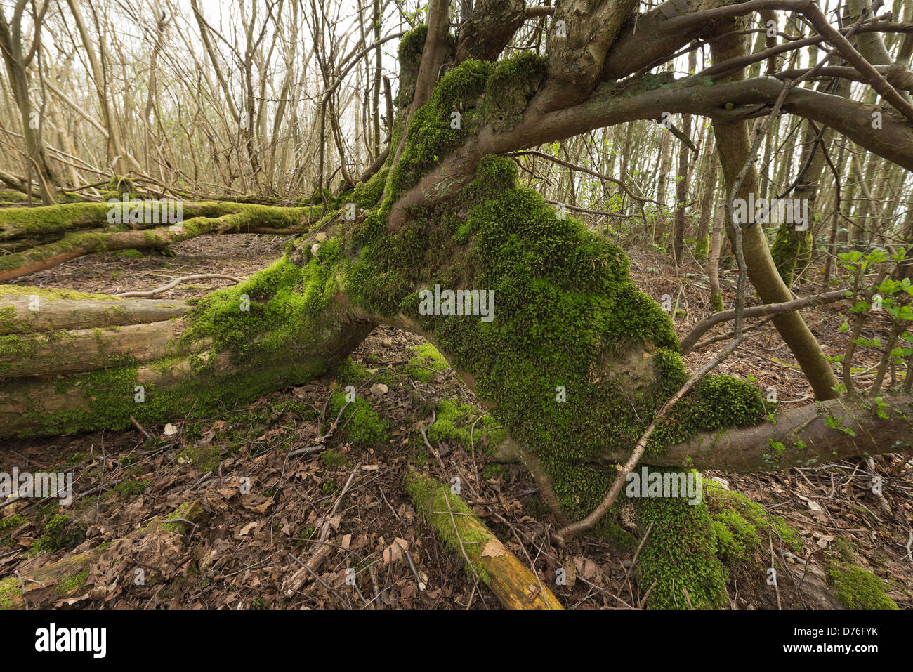 Albero soffiato in uragano del 1987 ha germogliato di nuovo albero verticale la crescita tronchi dal gambo principale ora giace a terra Foto Stock