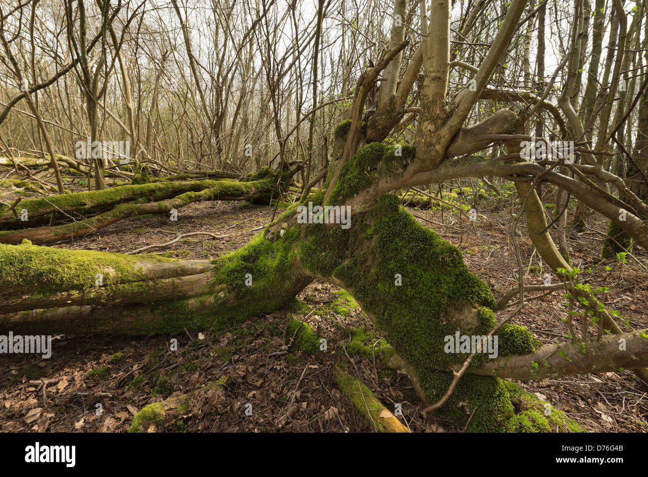 Albero soffiato in uragano del 1987 ha germogliato di nuovo albero verticale la crescita tronchi dal gambo principale ora giace a terra Foto Stock