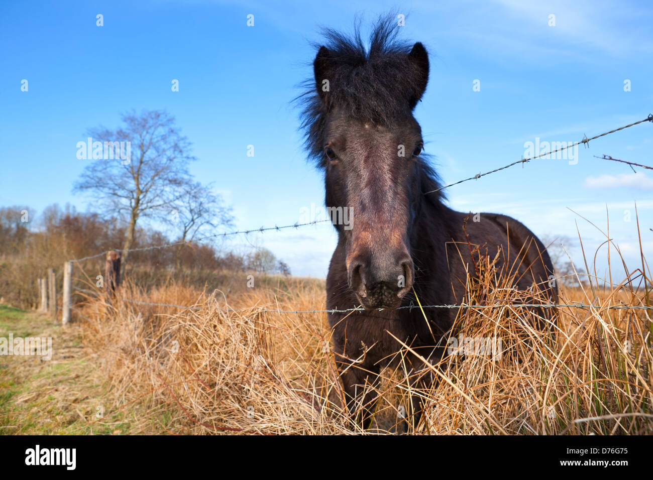 Pony scuro su pascolo oltre il cielo blu Foto Stock