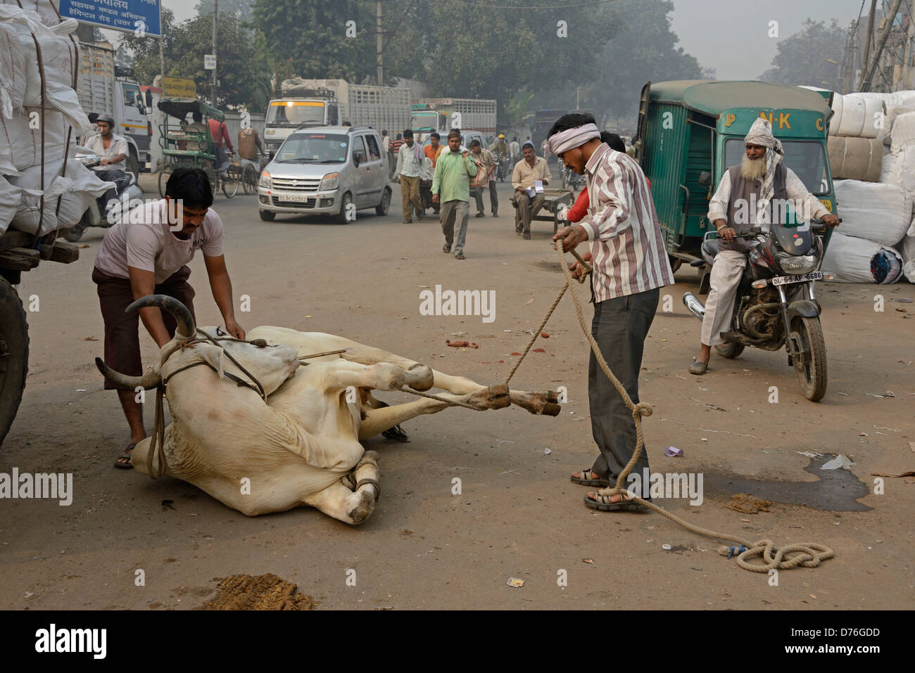 Un guerriero lega una corda attorno agli zoccoli di un buoi per lo shodding (come fare delle scarpe a cavallo) in una strada laterale della vecchia Delhi in India. Foto Stock