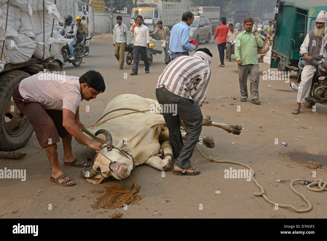 Un guerriero lega una corda attorno agli zoccoli di un buoi per lo shodding (come fare delle scarpe a cavallo) in una strada laterale della vecchia Delhi in India. Foto Stock