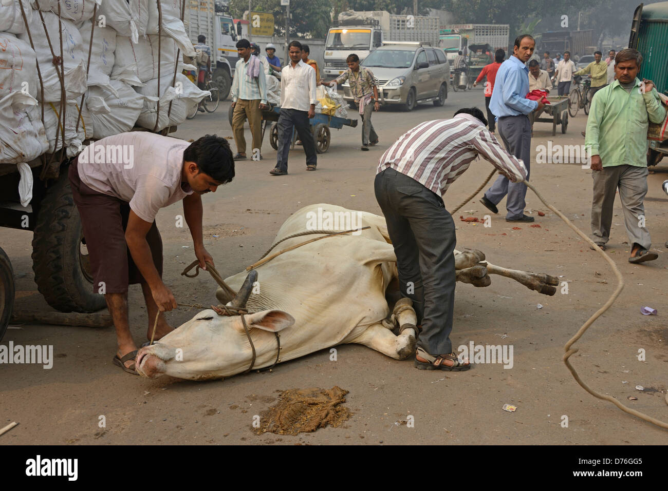 Un guerriero lega una corda attorno agli zoccoli di un buoi per lo shodding (come fare delle scarpe a cavallo) in una strada laterale della vecchia Delhi in India. Foto Stock